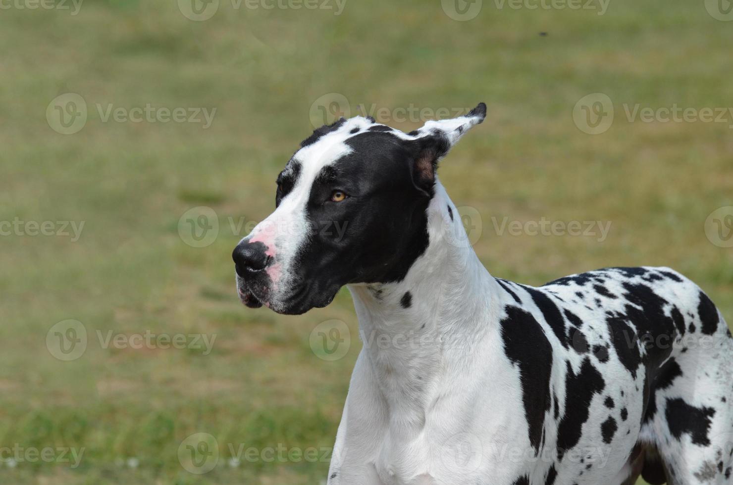 Harlequin Great Dane Dog photo