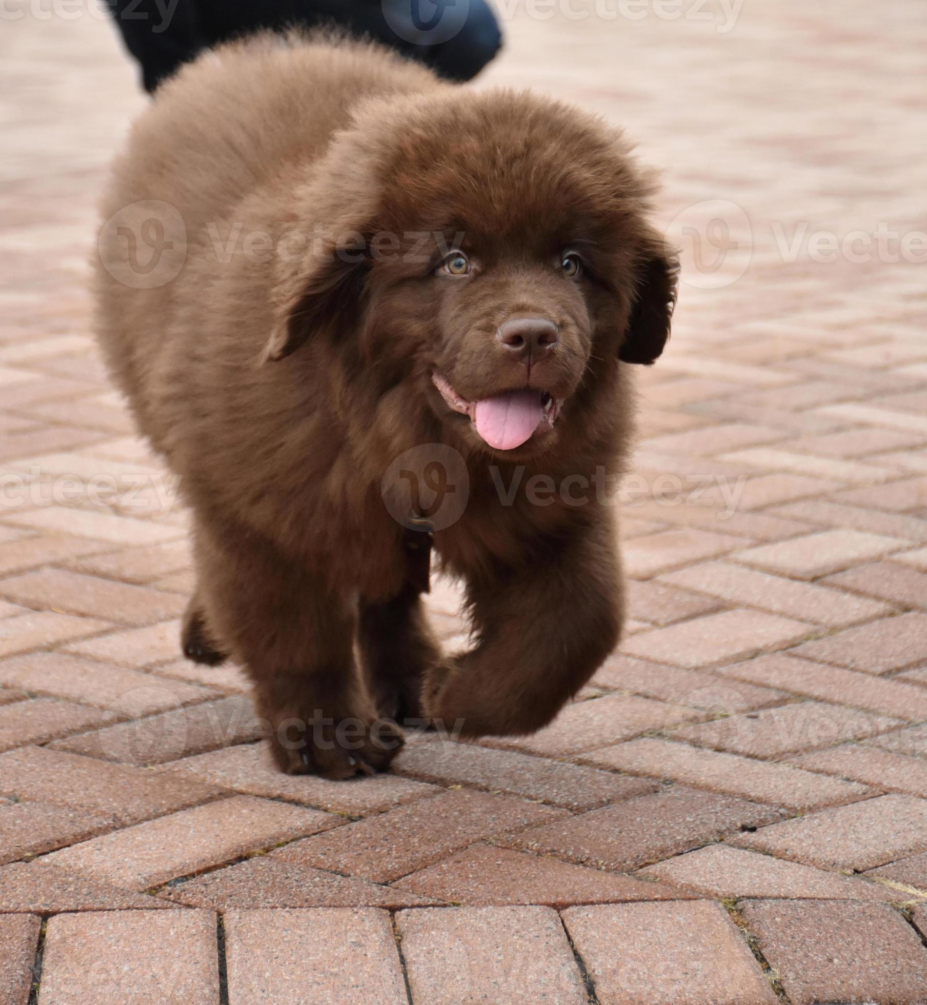 Newfie puppy hotsell