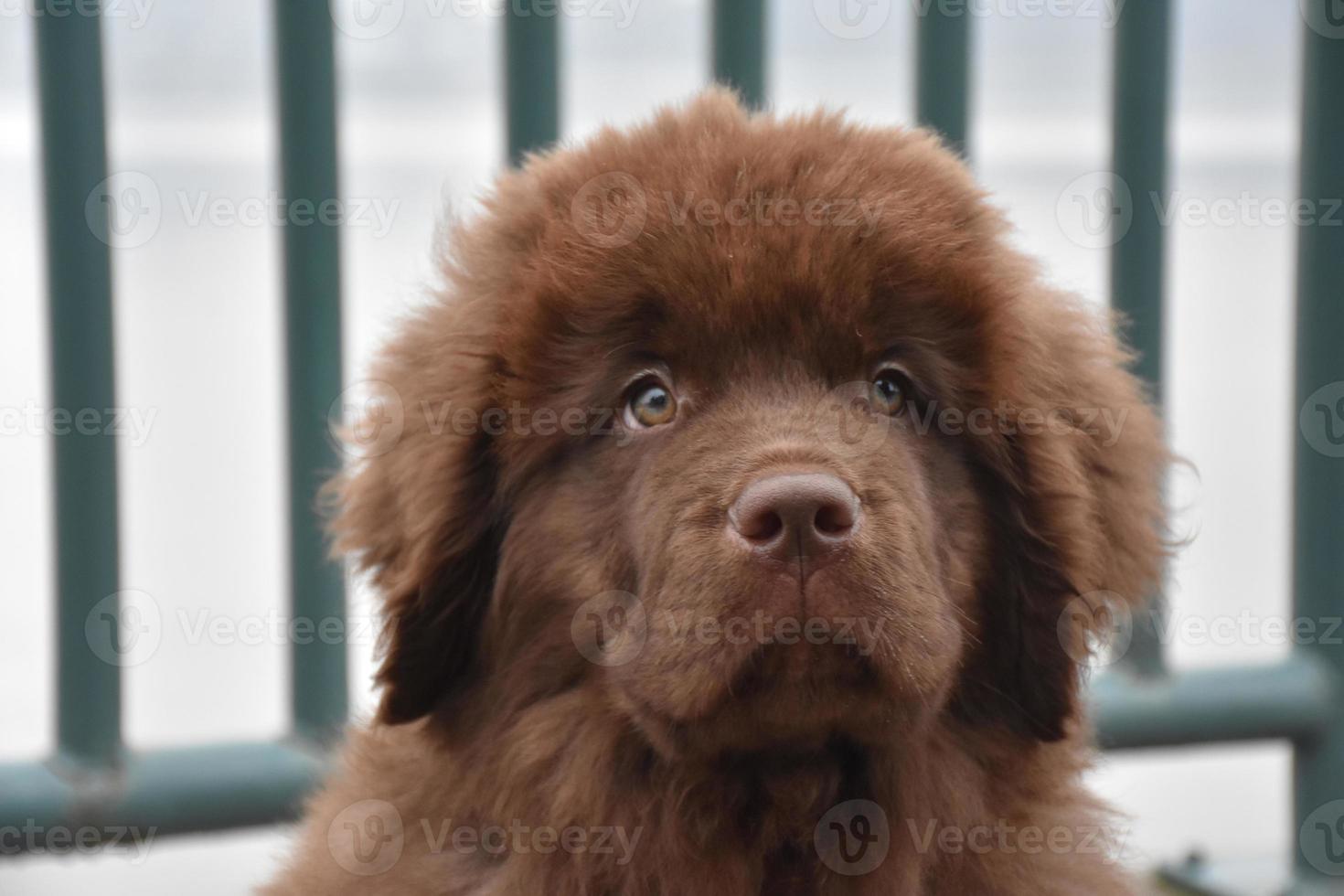 Chocolate Brown Newfie Puppy Dog with a Sweet Face photo