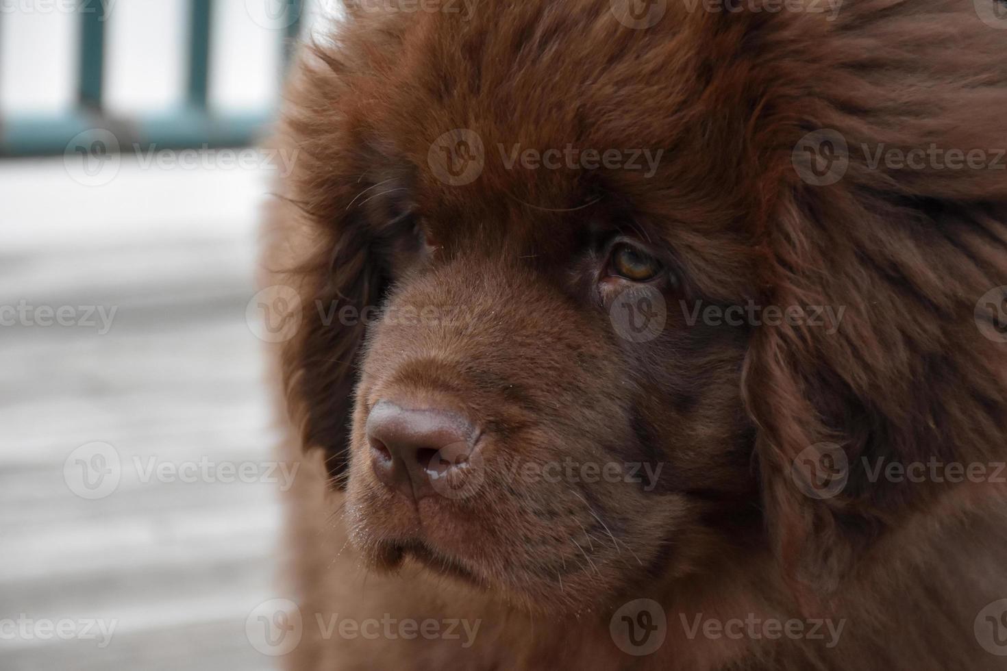 Cute Brown Newfie Puppy Dog with a Pink Nose photo