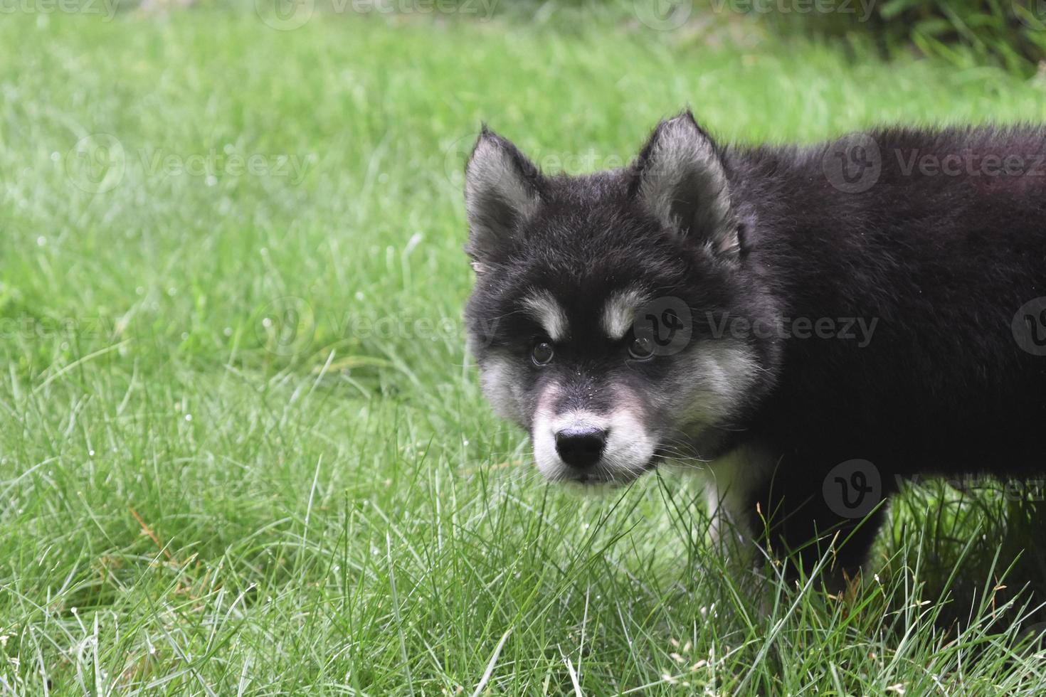 dulce expresión en la cara de un cachorro alusky foto