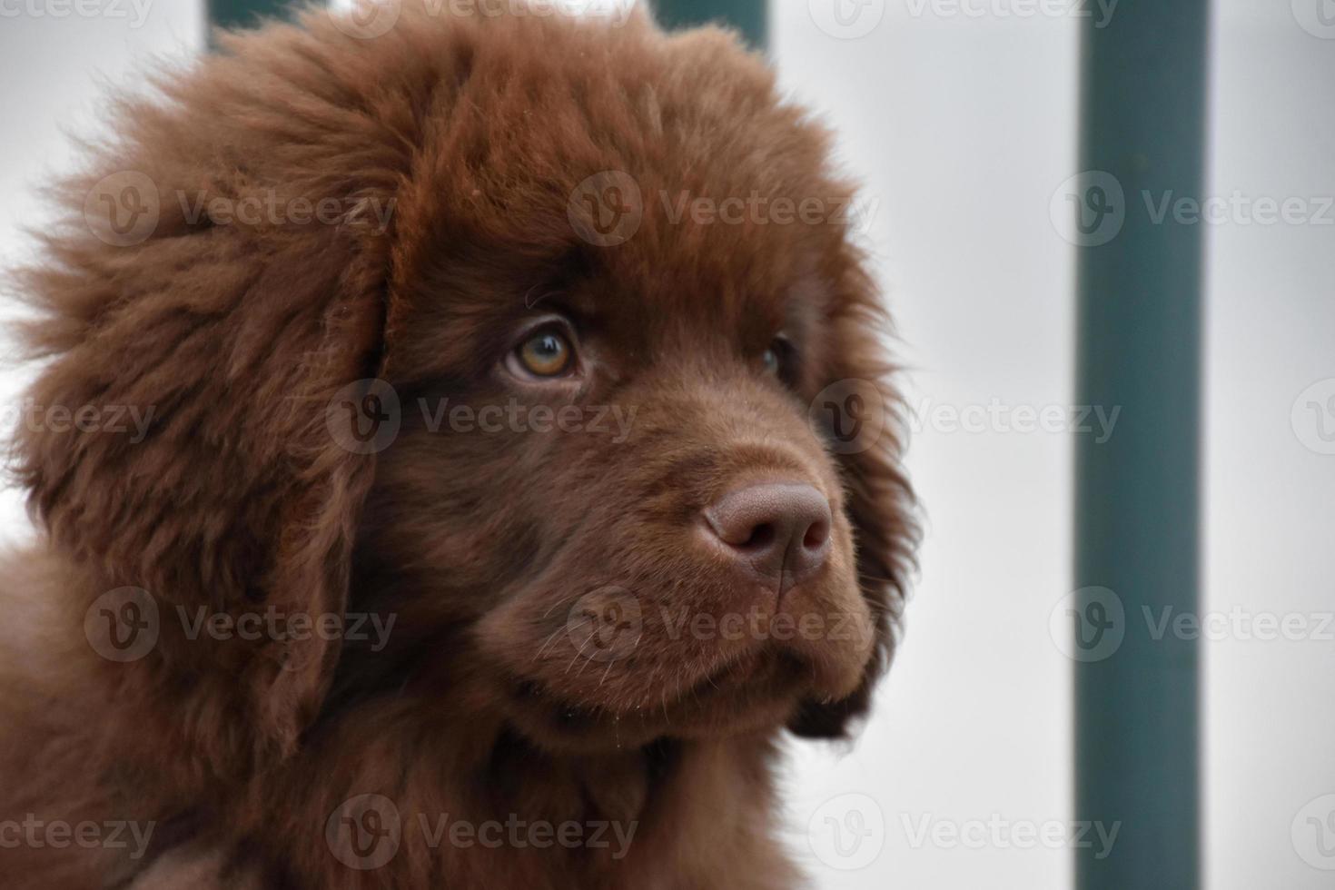 rostro solemne de un dulce cachorro marrón de terranova foto