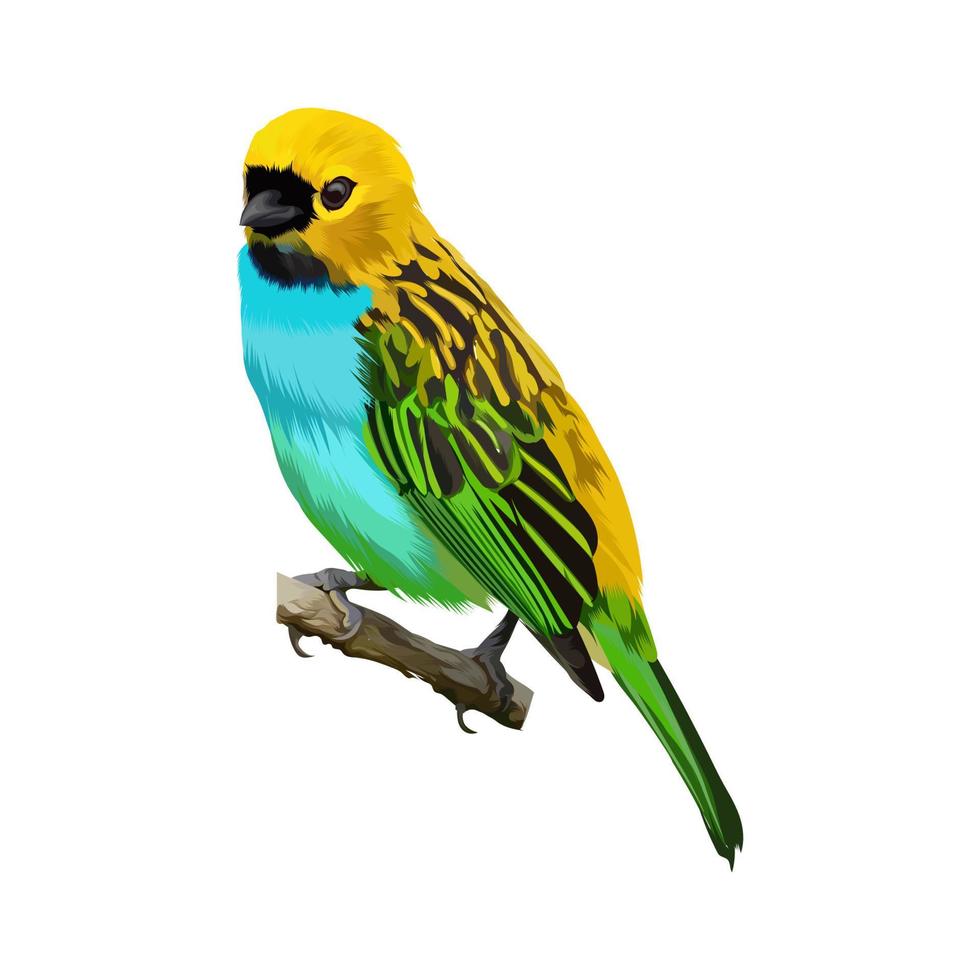 Gilt edged Tanager bird vector