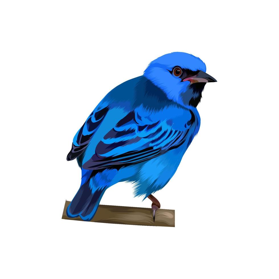 Blue Dacnis bird vector illustration