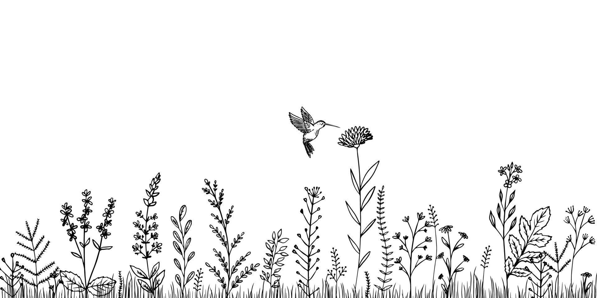 Silhouettes of flowers, grass with wild plants and hummingbirds. Sketch. vector