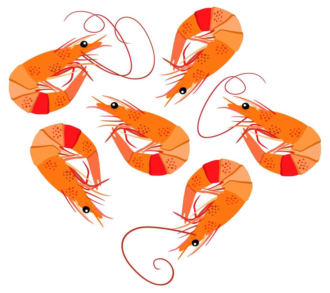 Vector isolated illustration of shrimps.