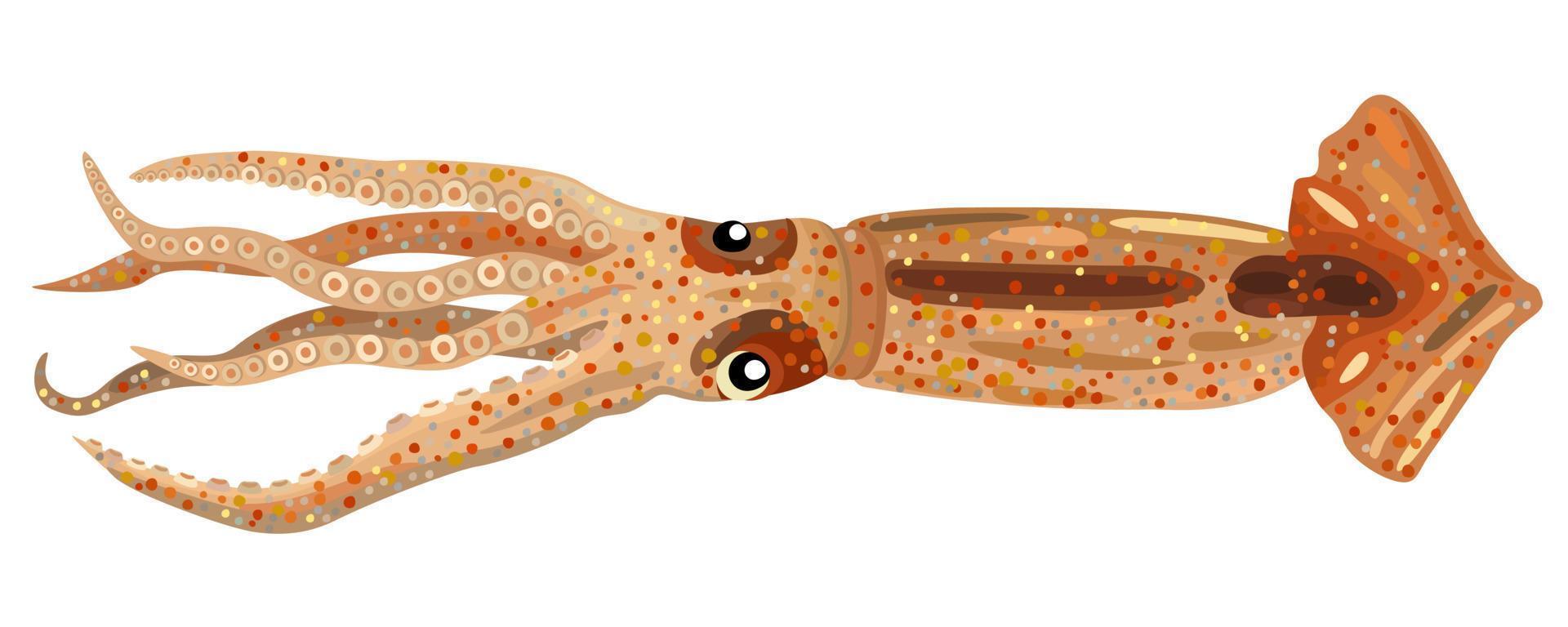 Vector isolated illustration of squid.