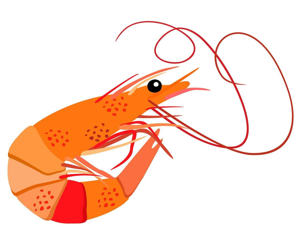 Vector isolated illustration of shrimp.