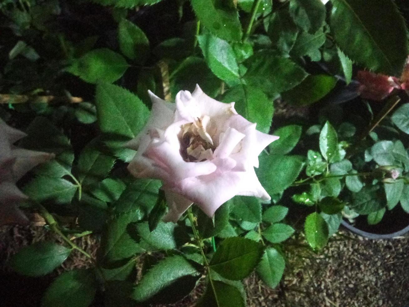 white flowers live fresh and healthy photo