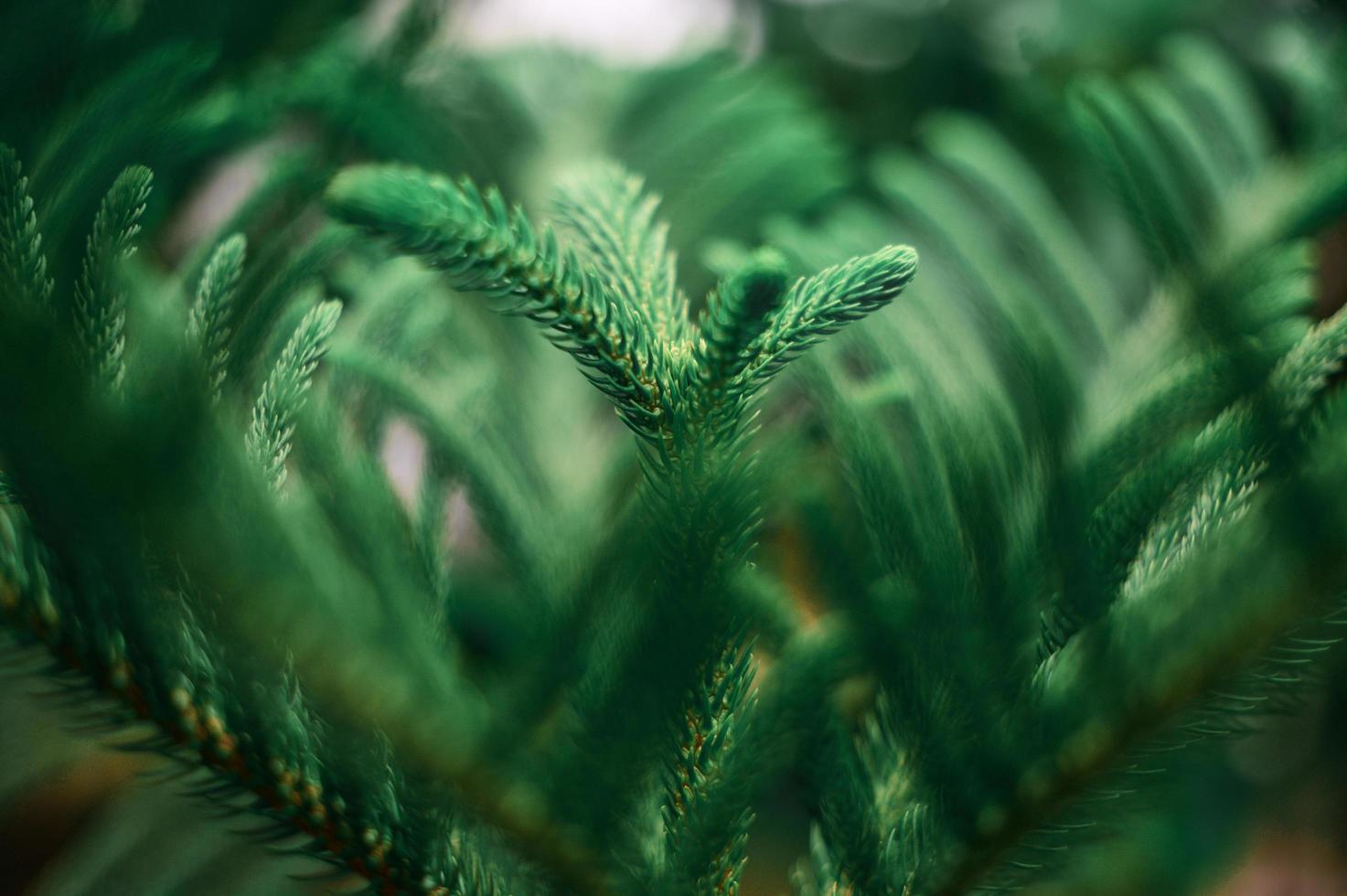 Christmas tree branches.Christmas tree branches background. Green needles on branches. photo
