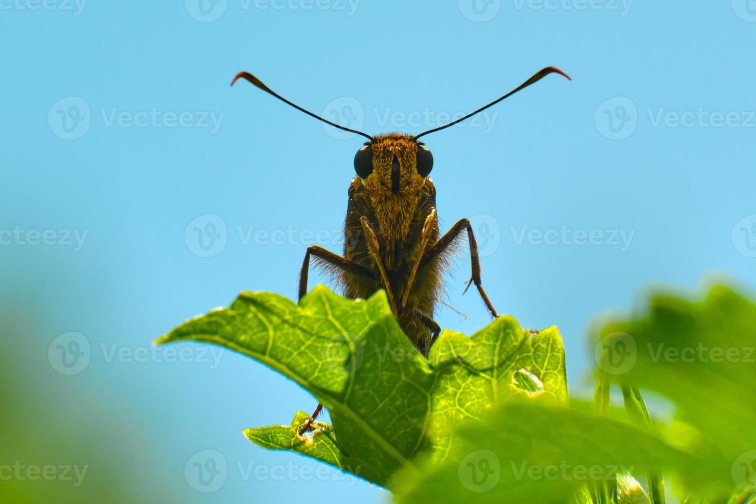 la mariposa patrón con manchas plateadas mira hacia abajo desde una hoja verde foto