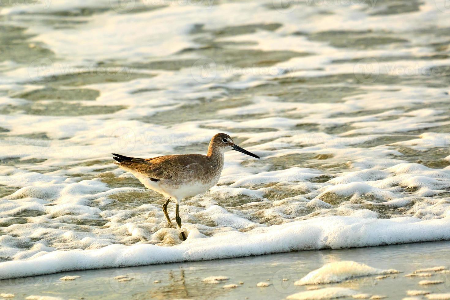 Willet wades into the waves of the Atlantic Ocean at sunrise in Myrtle Beach South Carolina photo