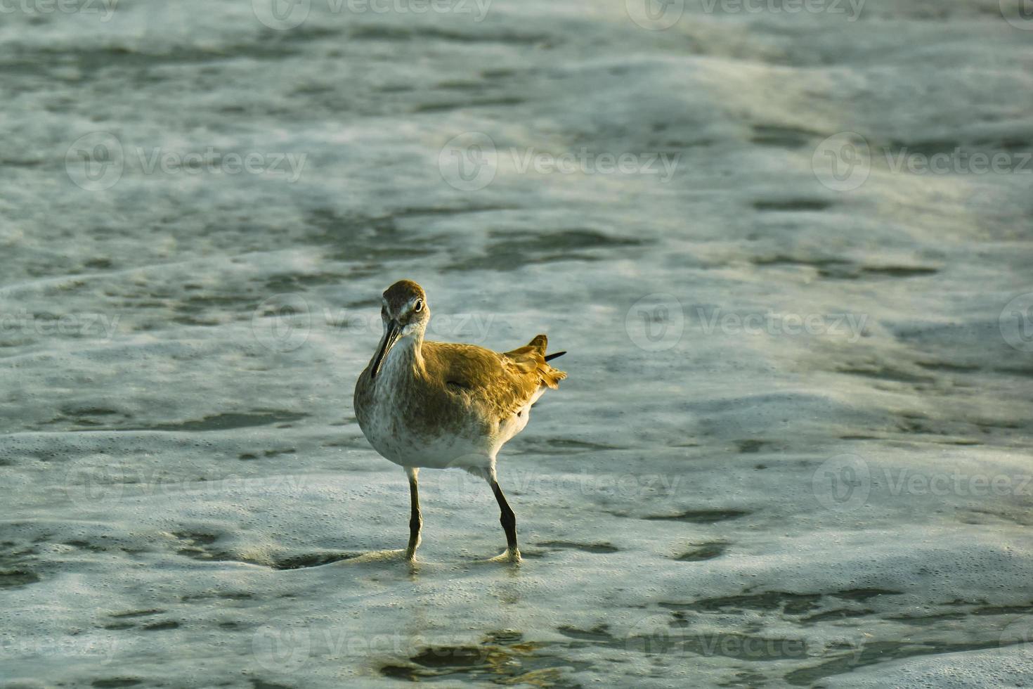 Willet wades into the waves of the Atlantic Ocean at sunrise in Myrtle Beach South Carolina photo