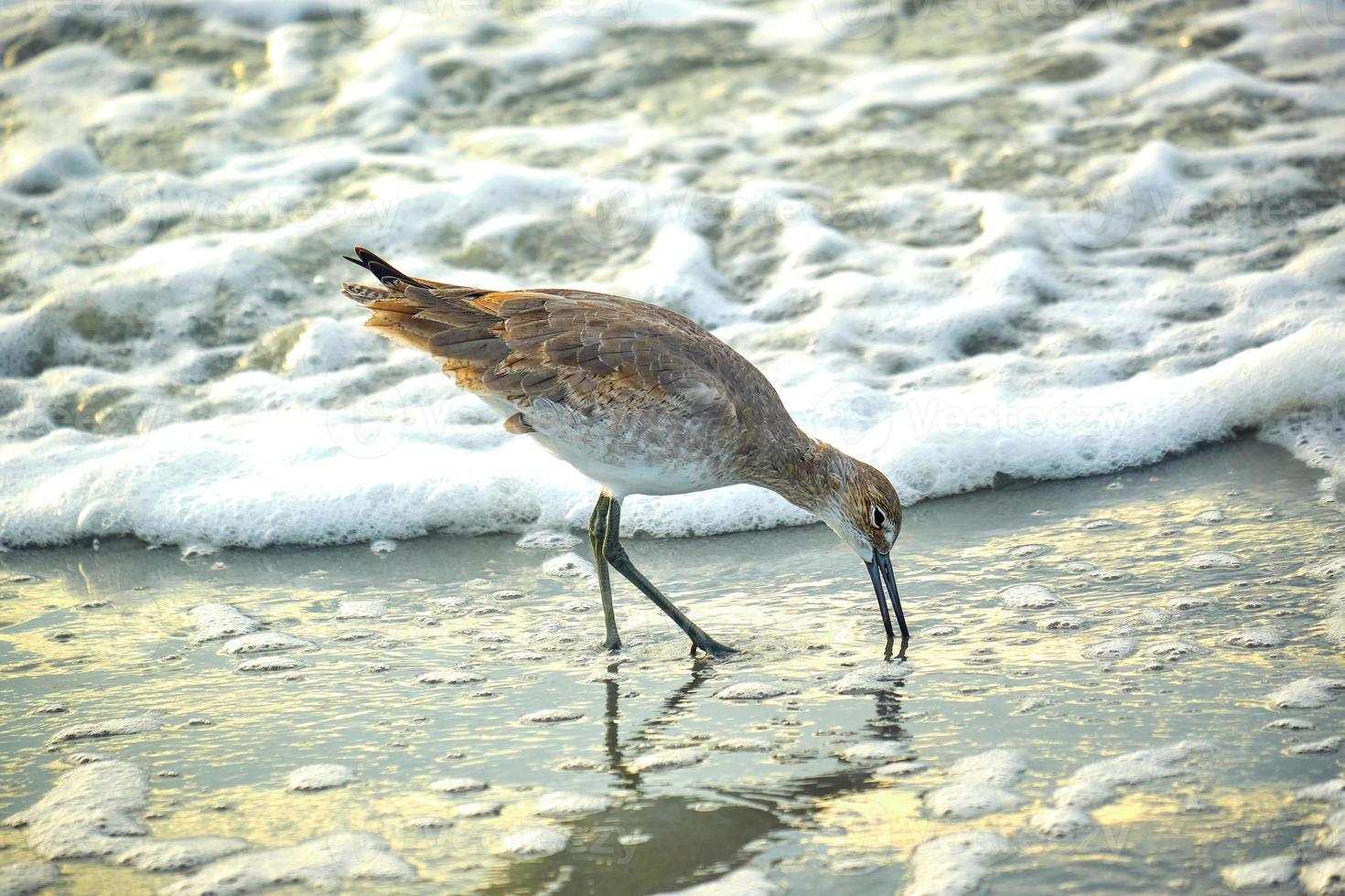 Willet searches for food in the Atlantic Ocean at sunrise in Myrtle Beach South Carolina photo