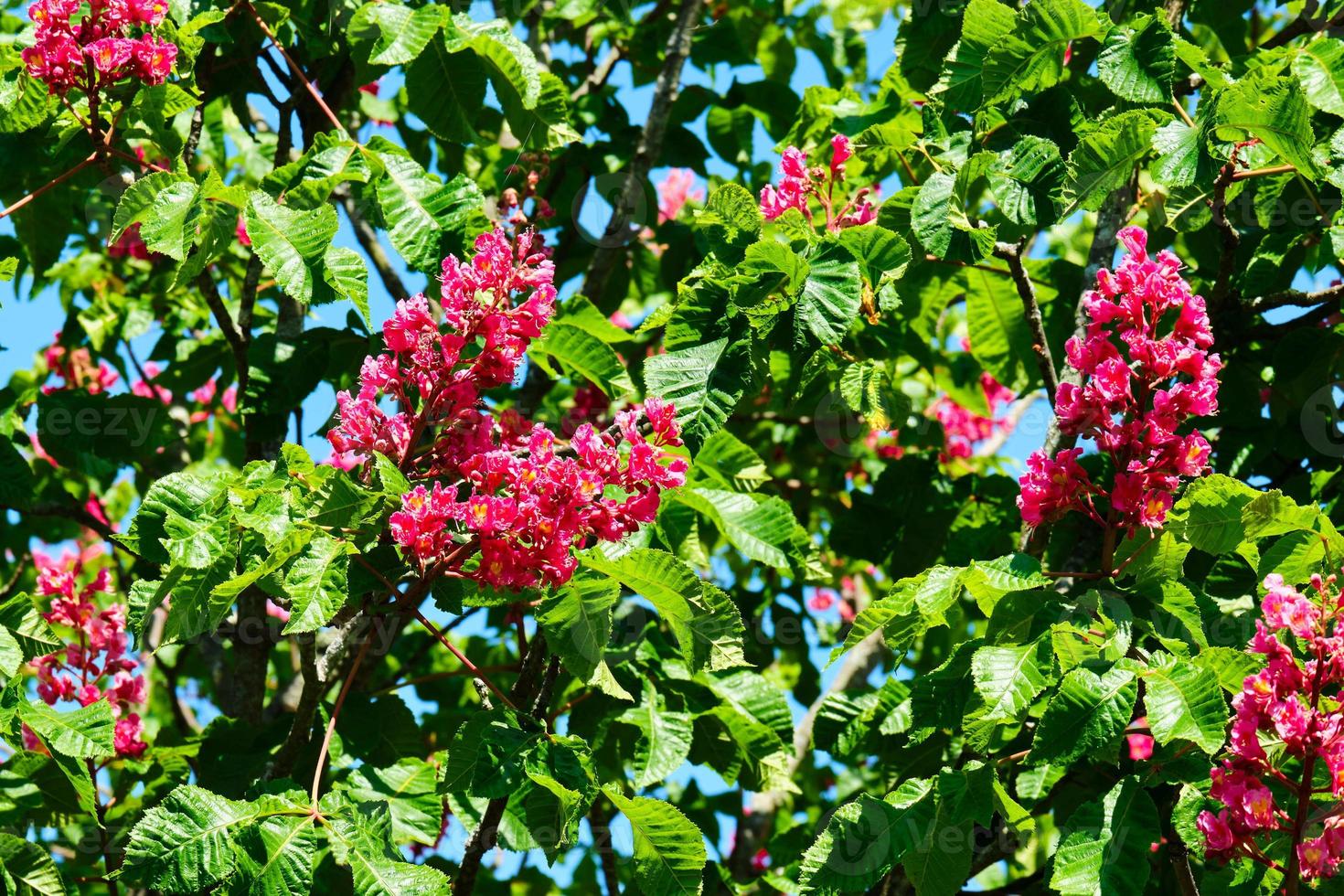 Red-horse chestnut flowers in Spring photo