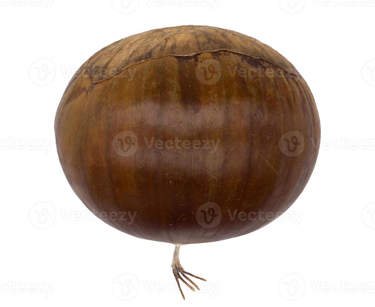 Single brown raw chestnut from top on isolated white background photo