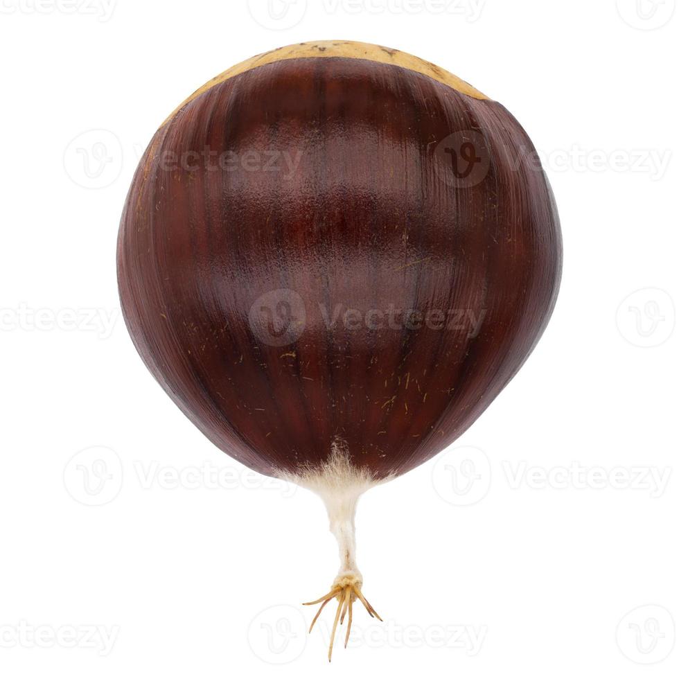 Single brown raw chestnut with visible tail from top on isolated white background photo