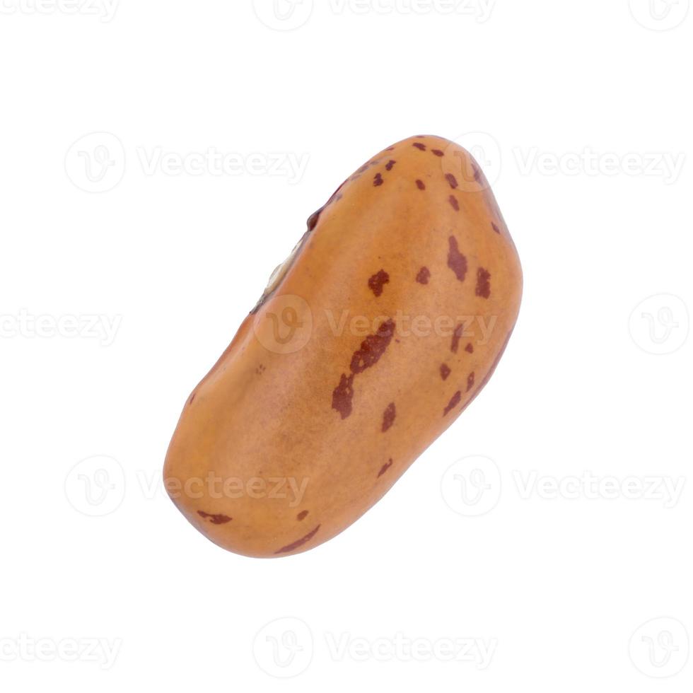 Single brown raw pinto bean from top on isolated white background photo