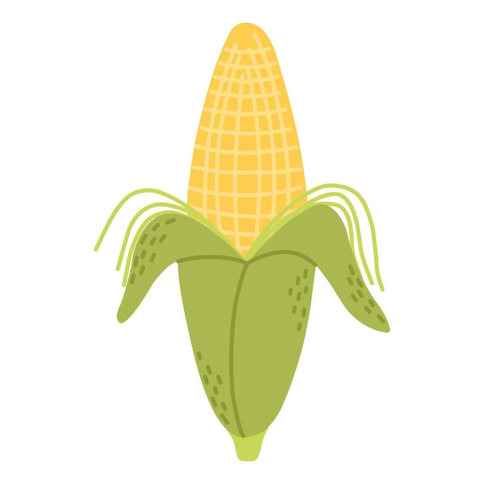 Corn illustration. Hand drawn corn cob. Vector illustration.Doodle style.