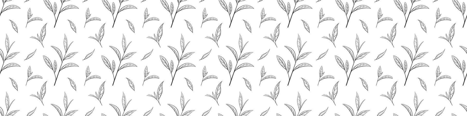 Seamless pattern of green tea leaves, vector illustration. Background hand drawn for print and design. Sketch tea organic food and drink. Outline of plant and tree leaf on a white background