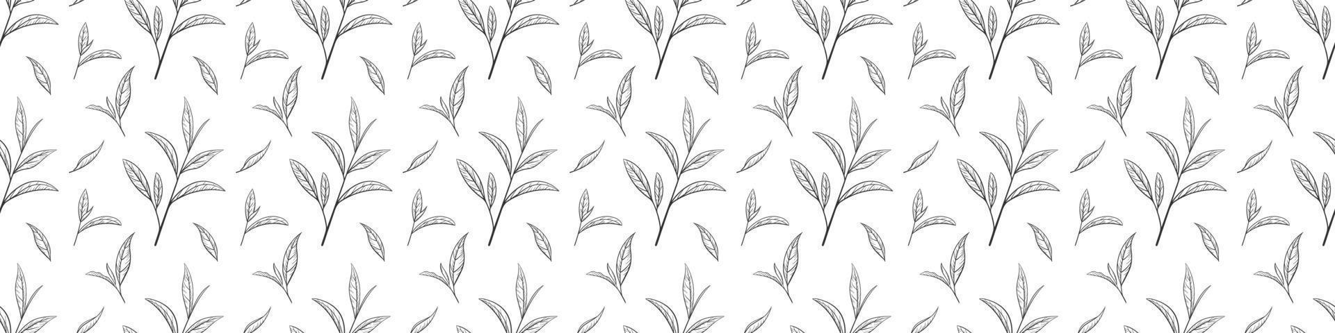 Seamless pattern of green tea leaves, vector illustration. Background hand drawn for print and design. Sketch tea organic food and drink. Outline of plant and tree leaf on a white background