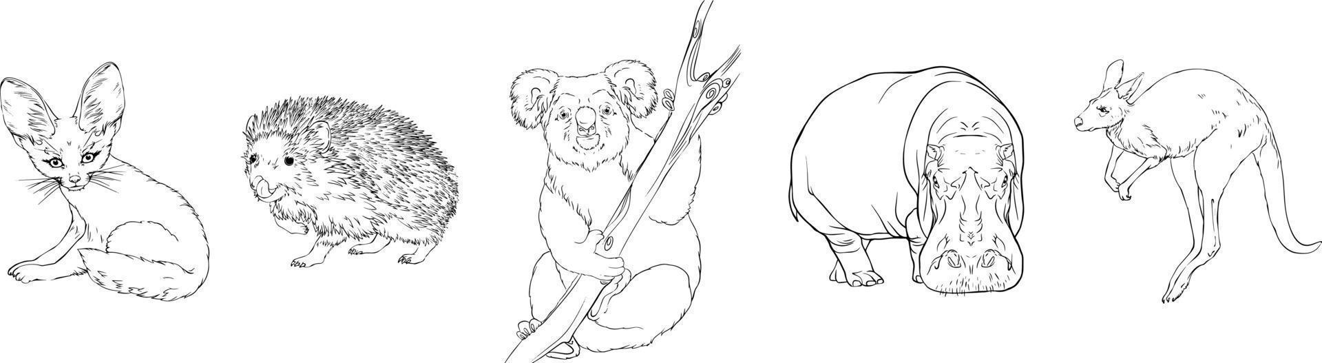 Set of wild animals. Hedgehog, koala, hippo, kangaroo, fenek. Black and white hand-drawn vector. For illustrations, coloring books and your design. vector