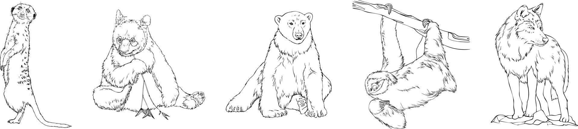 Set of wild animals. Polar bear, wolf, meerkat, sloth, panda. Black and white hand-drawn vector. For illustrations, coloring books and your design. vector