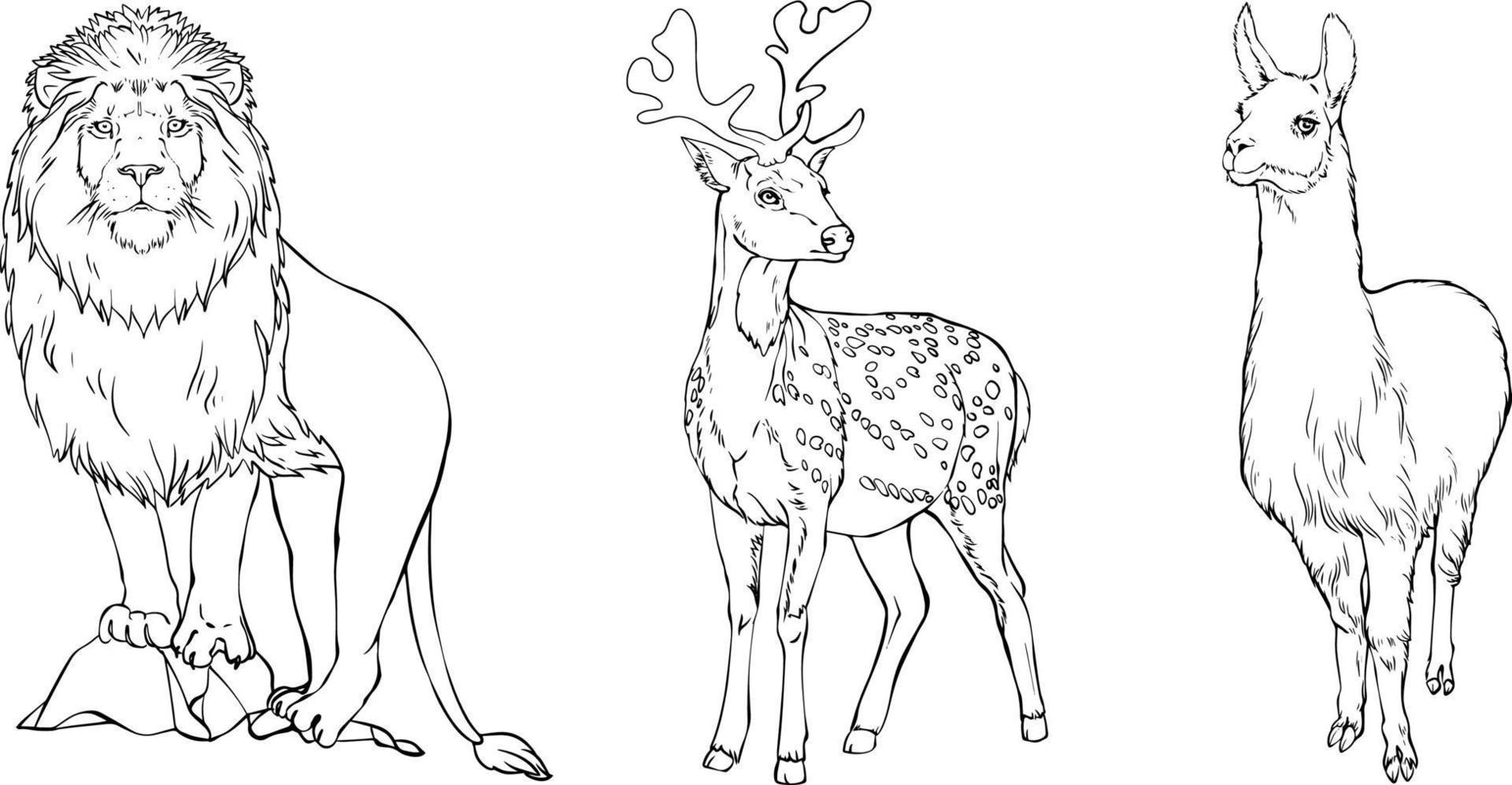 Set of wild animals. Lion, Lama, Deer. Black and white hand-drawn vector. For illustrations, coloring books and your design. vector