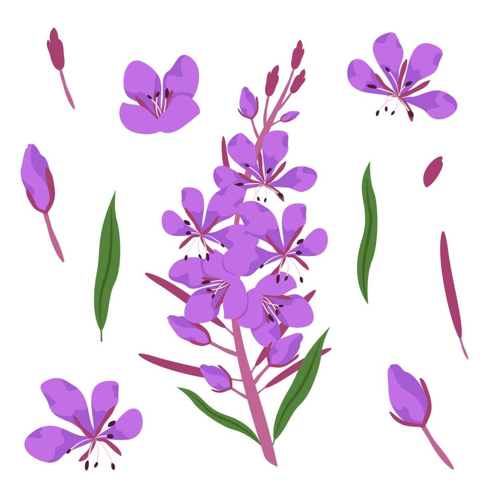 conjunto de elementos de diseño de fireweed. flores silvestres en estilo de dibujos animados. vector