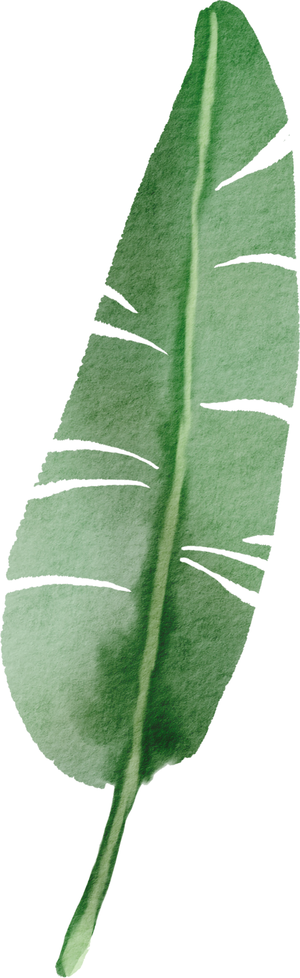 Cutout Banana Leaf Simplicity Watercolor Painting 13441592 PNG cutout-banana-leaf-simplicity-watercolor-painting-13441592-png