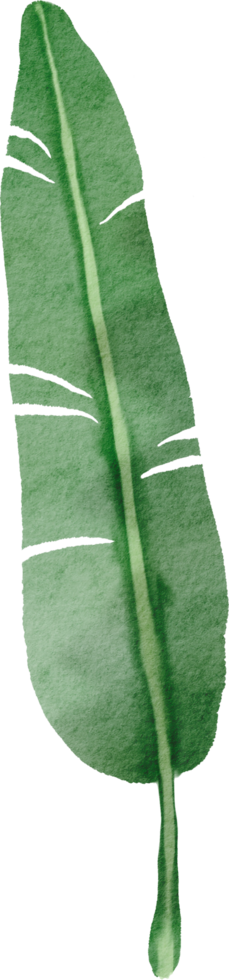 cutout banana leaf simplicity watercolor painting. png