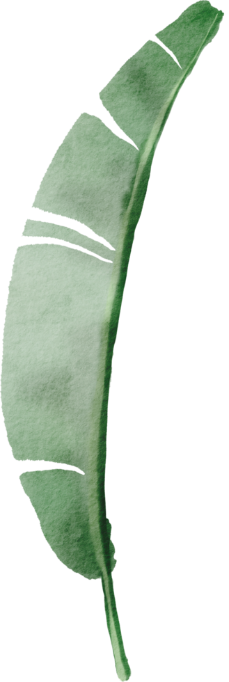 cutout banana leaf simplicity watercolor painting. png