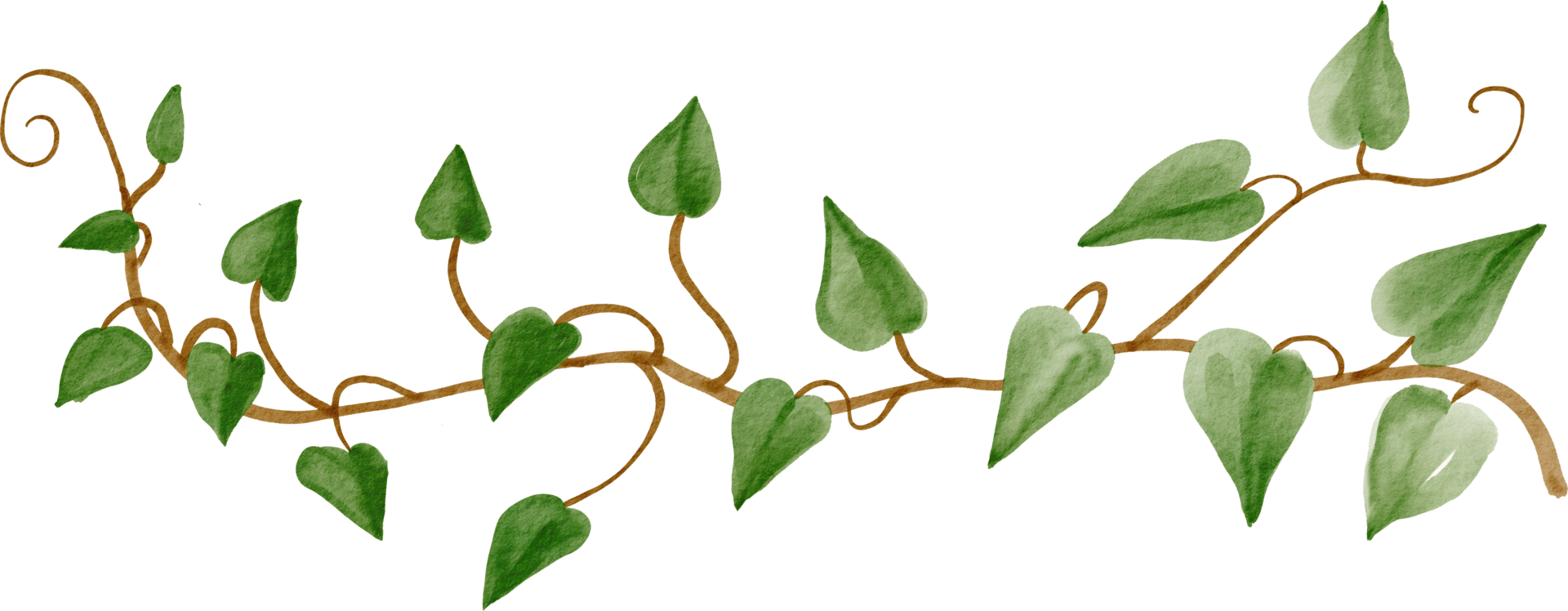 ivy plant watercolor simplicity painting. png