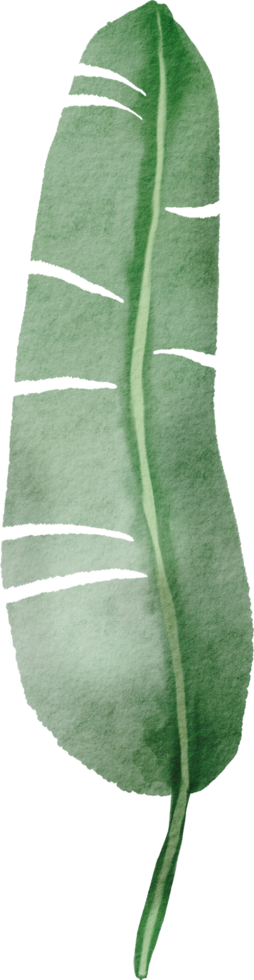 cutout banana leaf simplicity watercolor painting. png