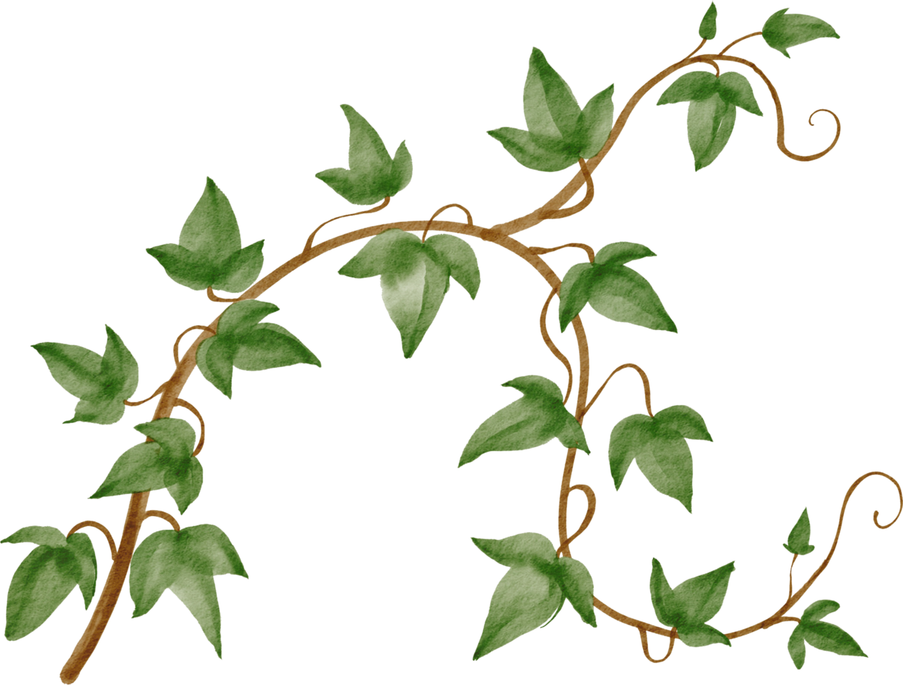 ivy plant watercolor simplicity painting. png