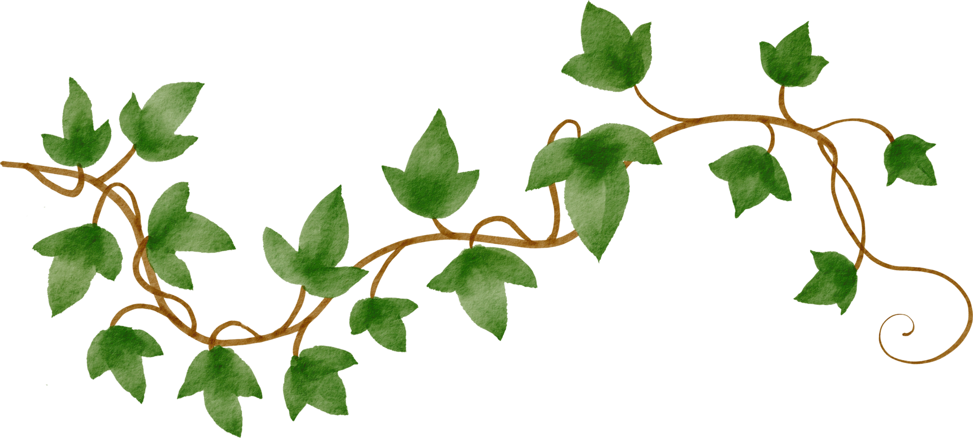 ivy plant watercolor simplicity painting. png