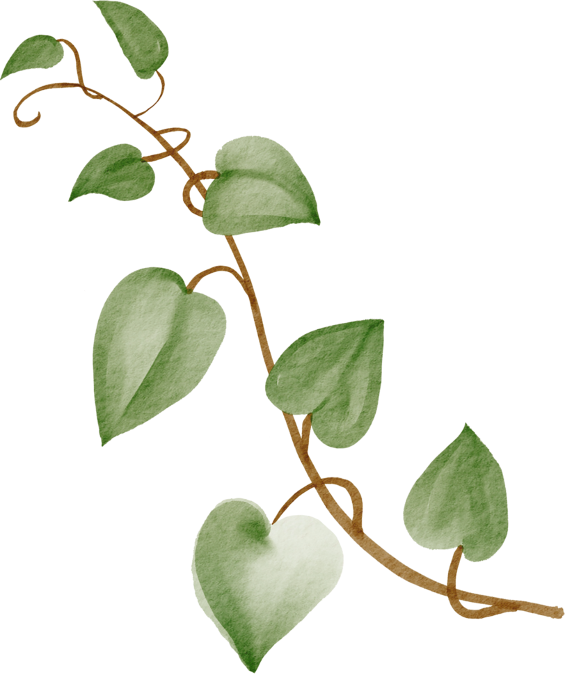 ivy plant watercolor simplicity painting. png