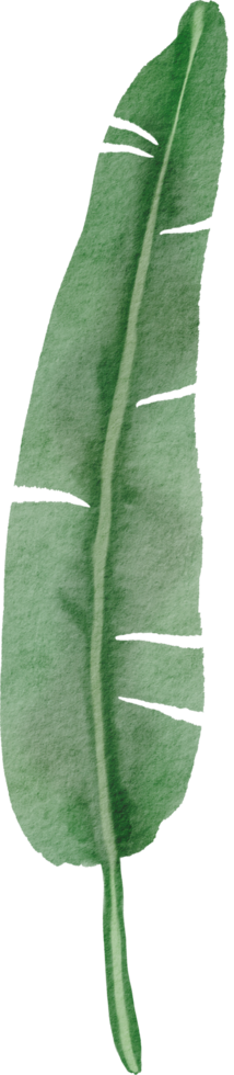 cutout banana leaf simplicity watercolor painting. 13441602 PNG