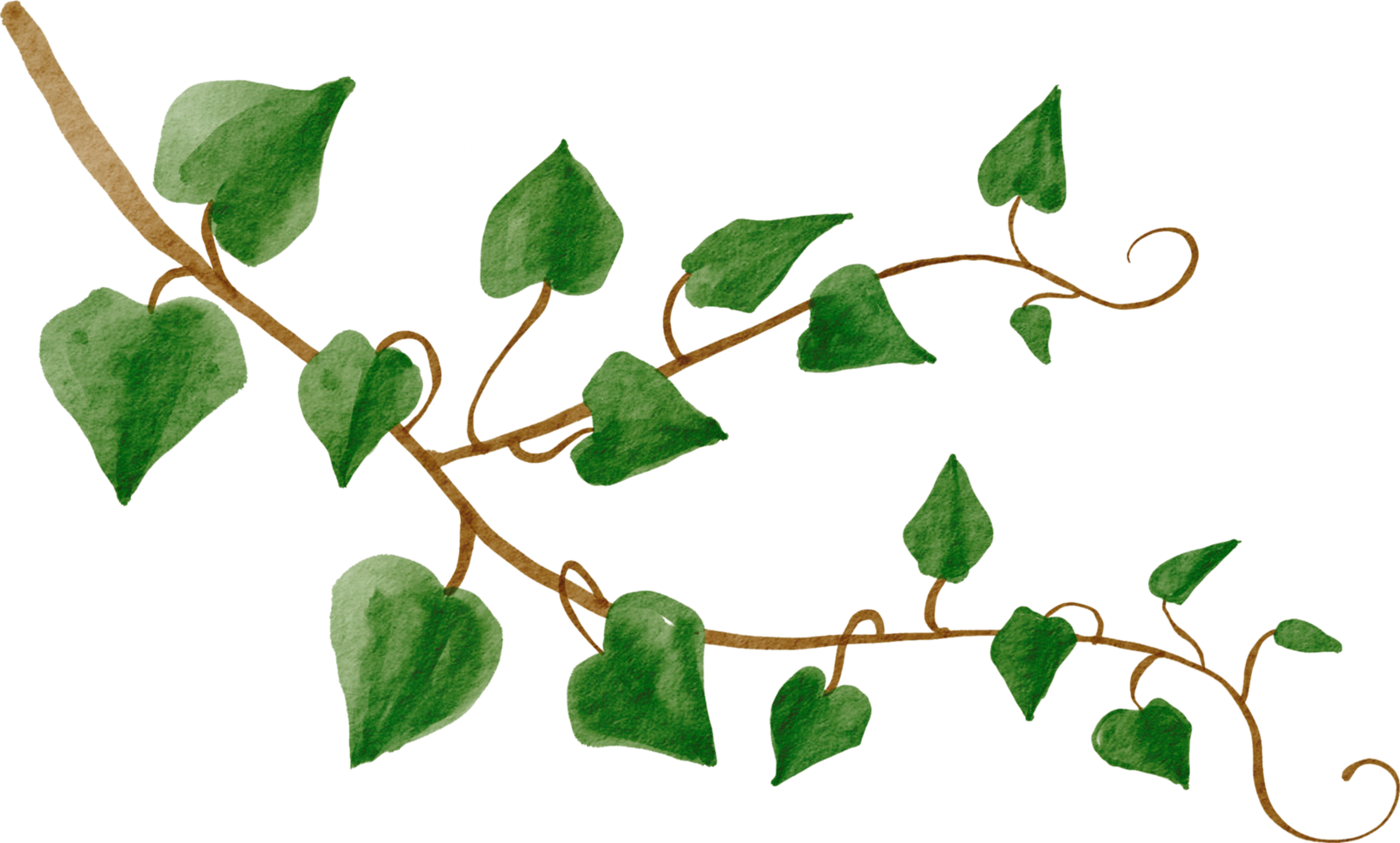 Efeu-Pflanzen-Aquarell-Schlichtheitsmalerei. png