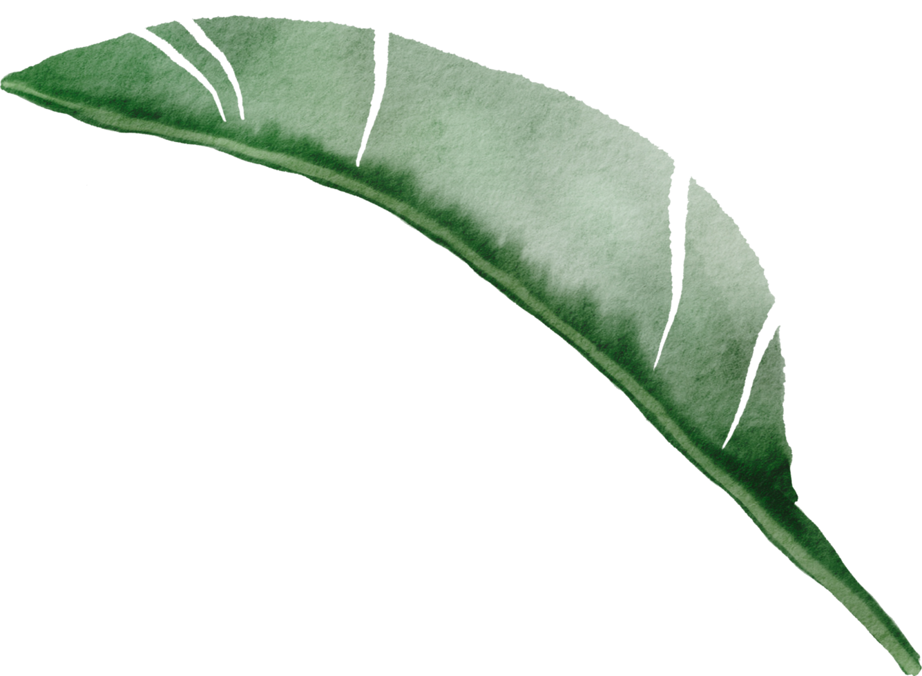 cutout banana leaf simplicity watercolor painting. png