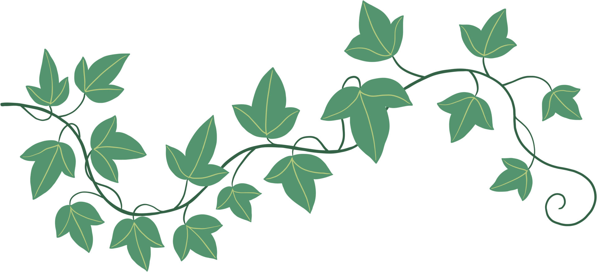 Simplicity ivy freehand drawing png