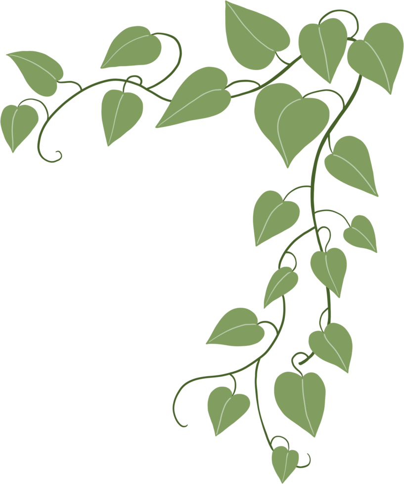 Simplicity ivy freehand drawing png