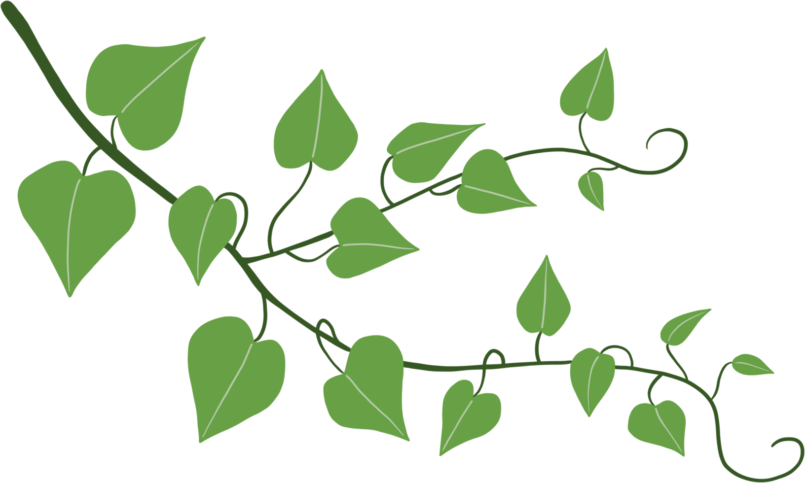 Simplicity ivy freehand drawing png