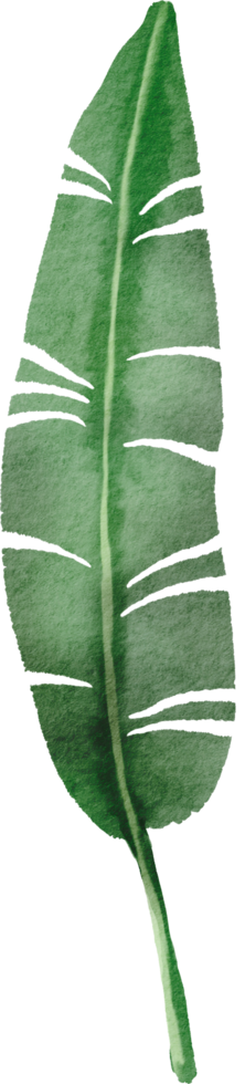cutout banana leaf simplicity watercolor painting. 13441643 PNG