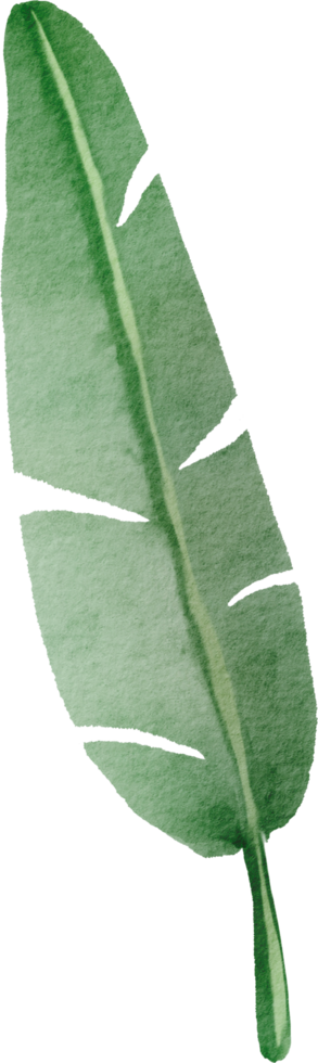 cutout banana leaf simplicity watercolor painting. png