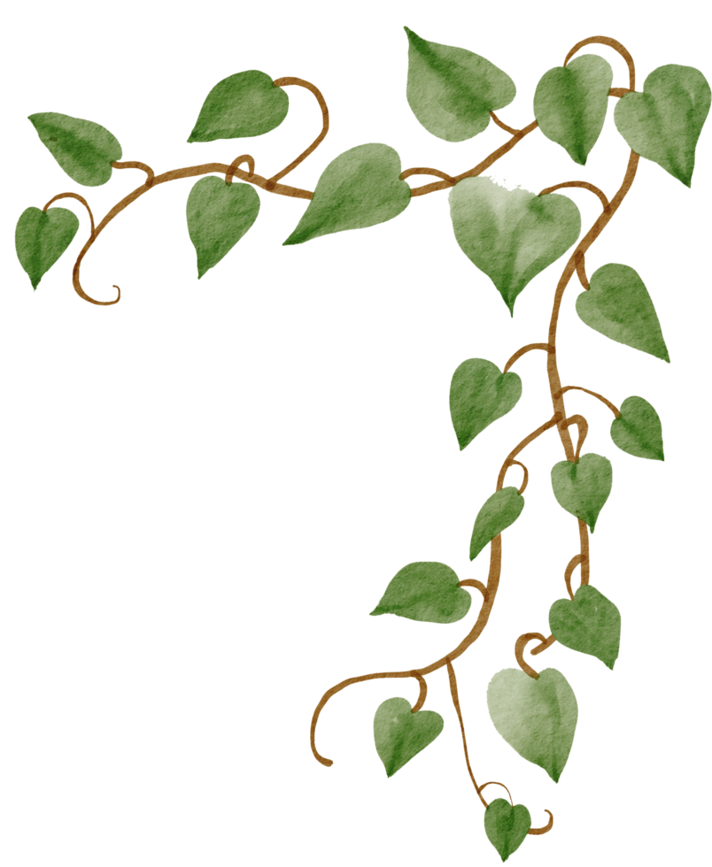 lierre plante aquarelle simplicité peinture. png