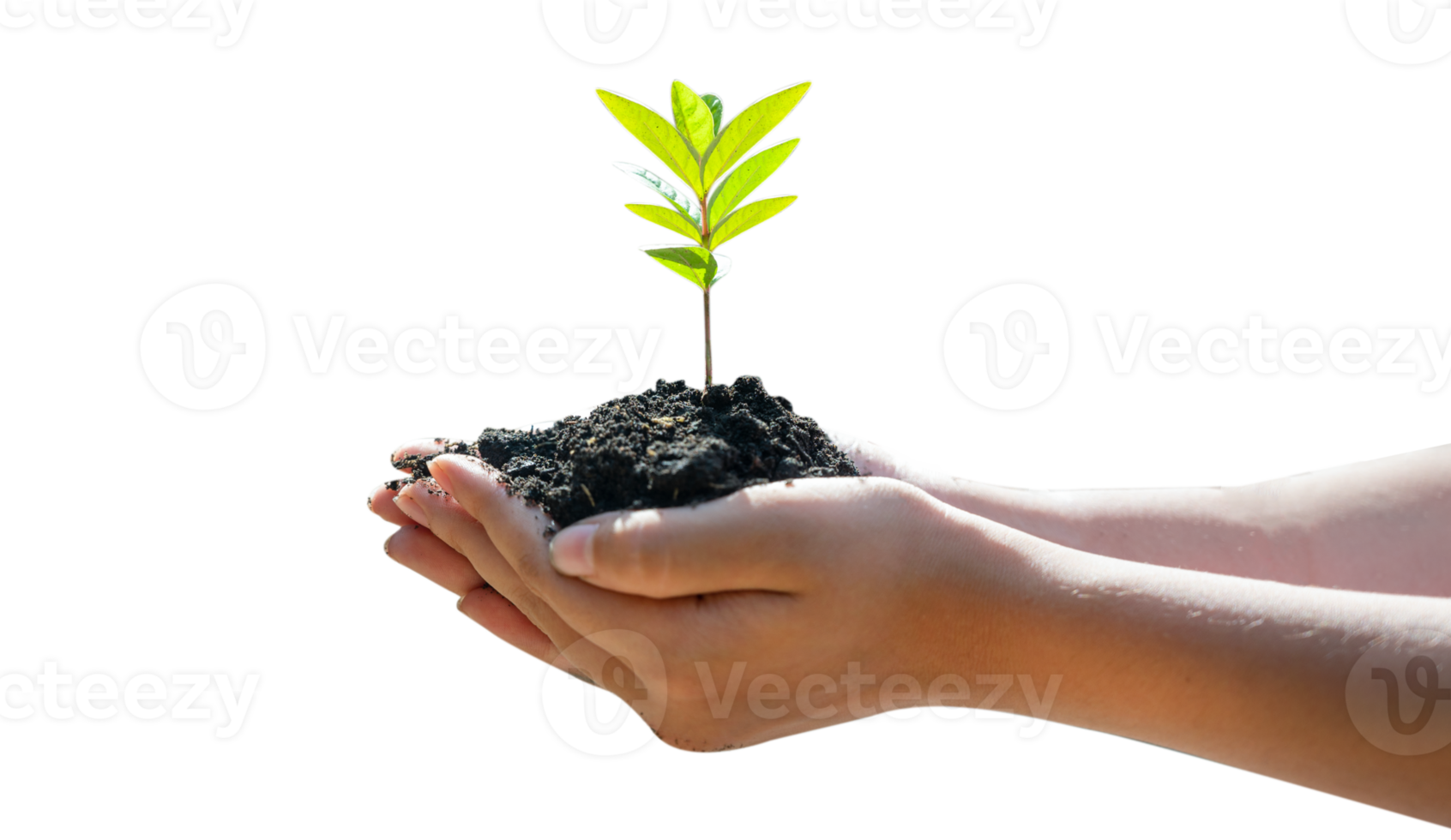 tree sapling in human hands Isolate on transparent background PNG file