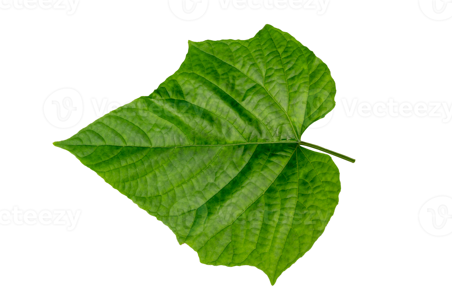 leaf Isolate on transparent background PNG file