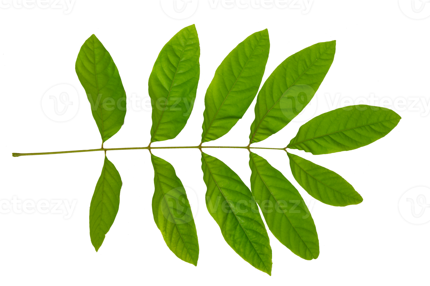 leaf Isolate on transparent background PNG file