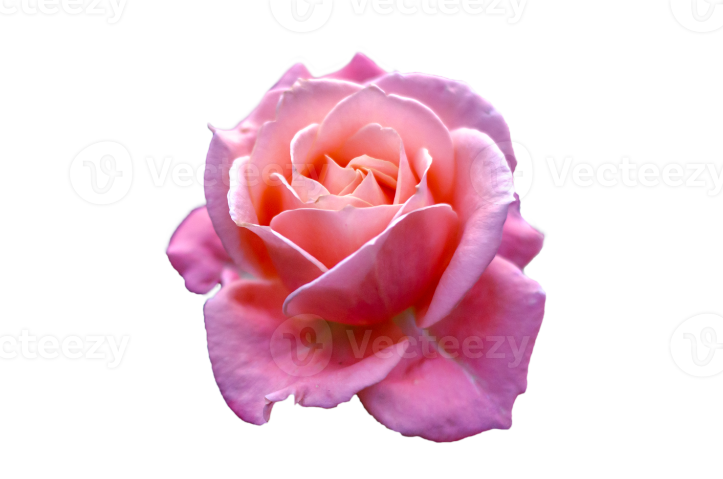 pink rose Isolate on transparent background PNG file